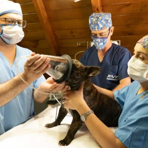 Veterinary